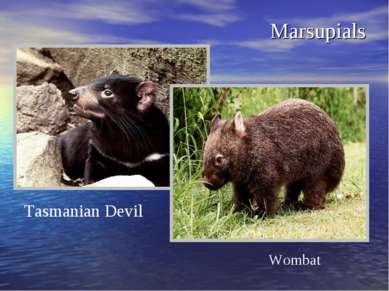 Marsupials Wombat Tasmanian Devil