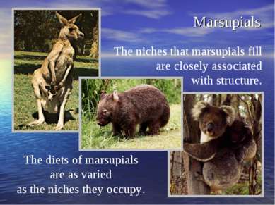 Marsupials The niches that marsupials fill are closely associated with struct...