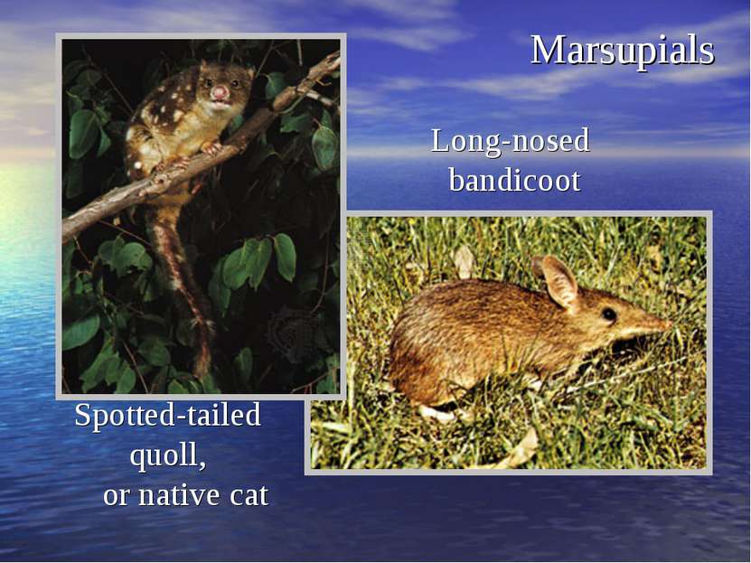 Marsupials Long-nosed bandicoot Spotted-tailed quoll, or native cat