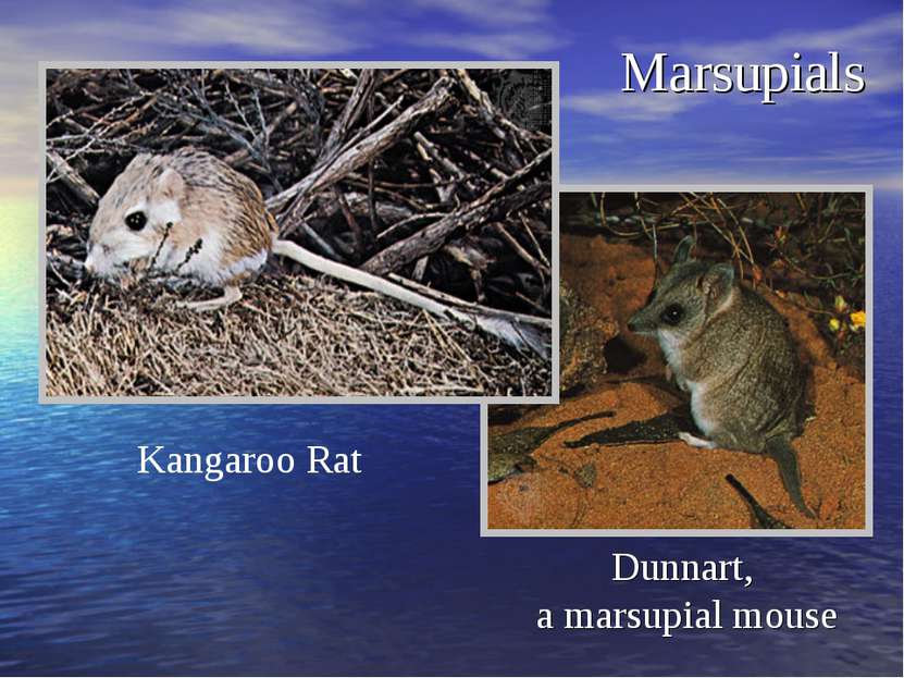 Marsupials Dunnart, a marsupial mouse Kangaroo Rat
