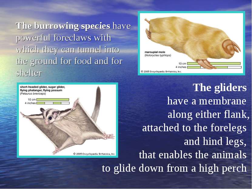 The burrowing species have powerful foreclaws with which they can tunnel into...