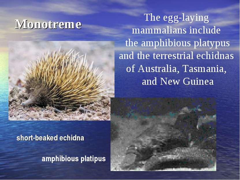 Monotreme The egg-laying mammalians include the amphibious platypus and the t...