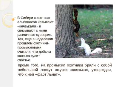 В Сибири животных-альбиносов называют «князьками» и связывают с ними различны...