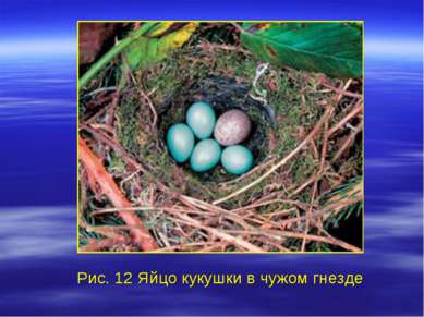 Рис. 12 Яйцо кукушки в чужом гнезде