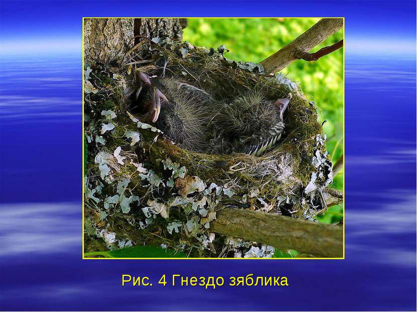 Рис. 4 Гнездо зяблика