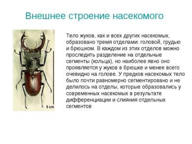Внешнее строение насекомого Тело жуков, как и всех других насекомых, образова...
