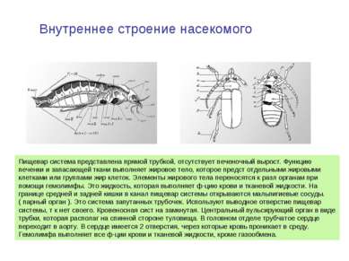 Внутреннее строение насекомого Пищевар система представлена прямой трубкой, о...