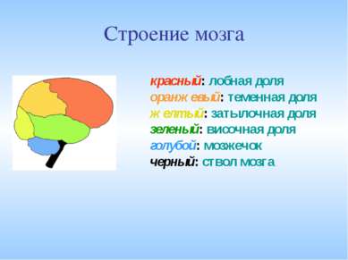 Строение мозга красный: лобная доля оранжевый: теменная доля желтый: затылочн...