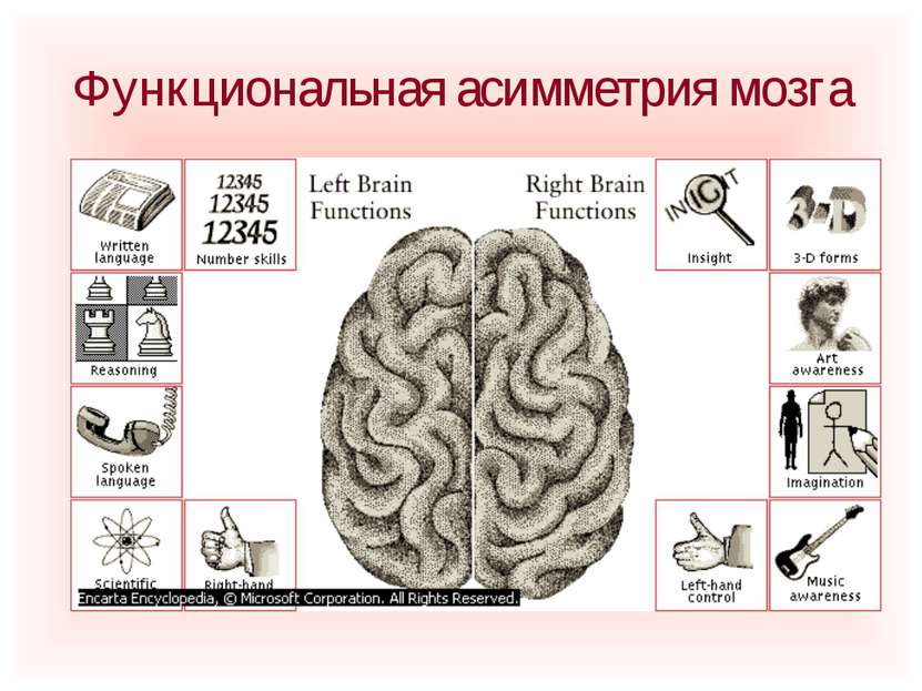 Функциональная асимметрия мозга