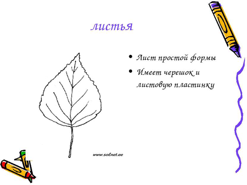 листья Лист простой формы Имеет черешок и листовую пластинку