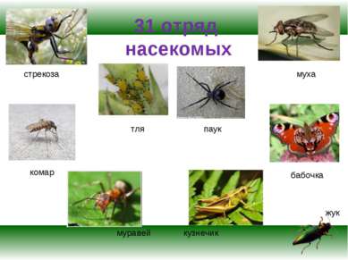 31 отряд насекомых стрекоза тля жук муха комар паук кузнечик бабочка муравей
