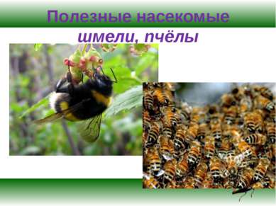 Полезные насекомые шмели, пчёлы