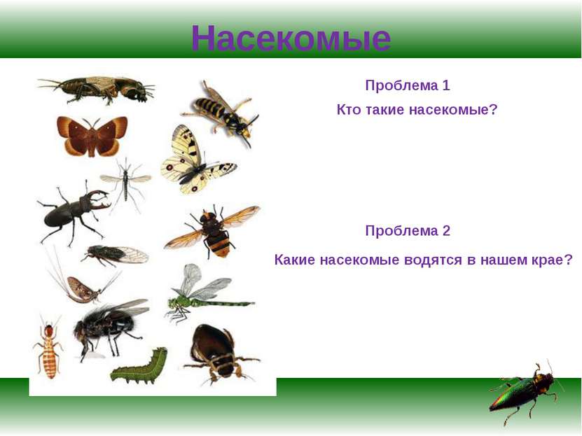 Насекомые Проблема 1 Кто такие насекомые? Проблема 2 Какие насекомые водятся ...