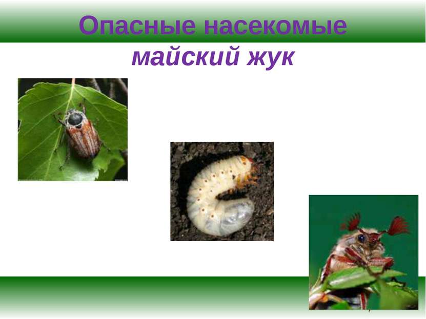 Опасные насекомые майский жук