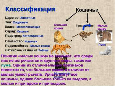 Классификация Царство: Животные Тип: Хордовые Класс: Млекопитающие Отряд: Хищ...