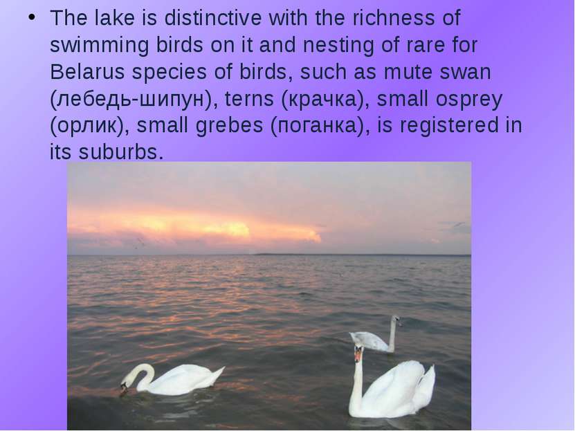 The lake is distinctive with the richness of swimming birds on it and nesting...