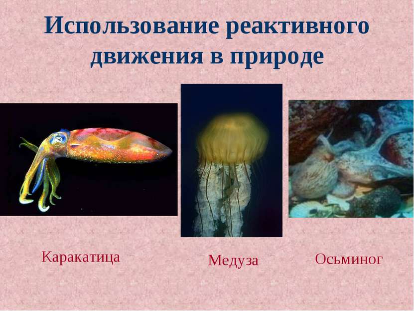 Использование реактивного движения в природе Каракатица Медуза Осьминог