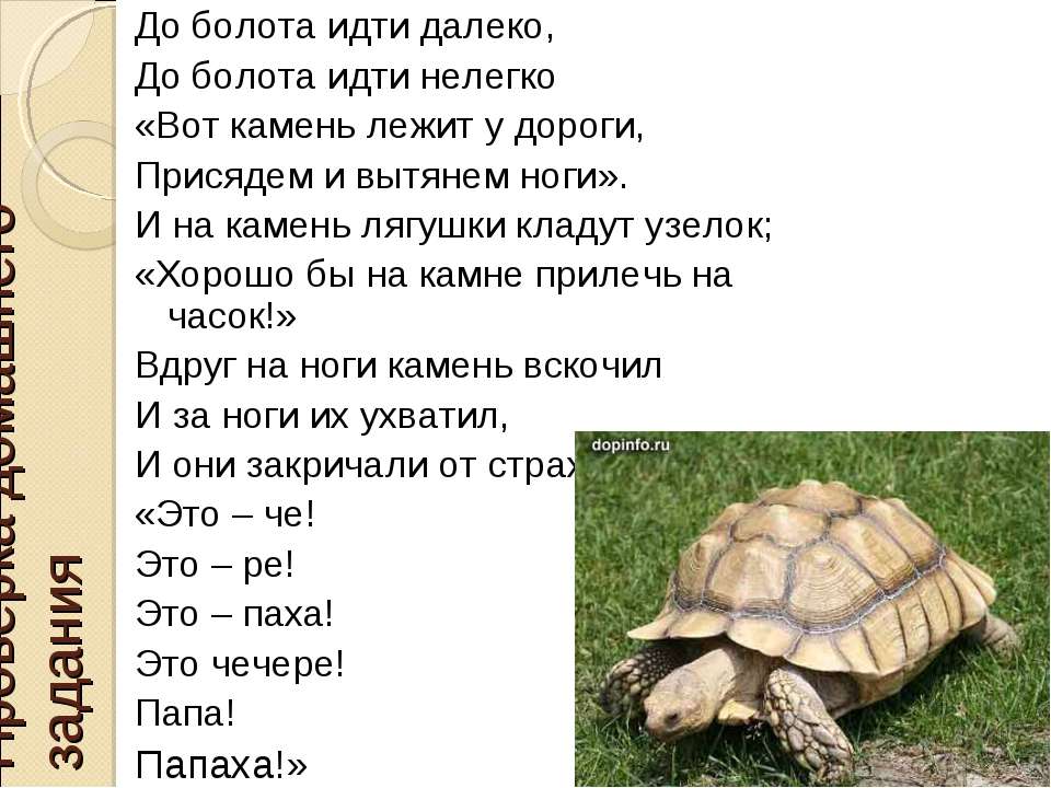 Стих про черепаху