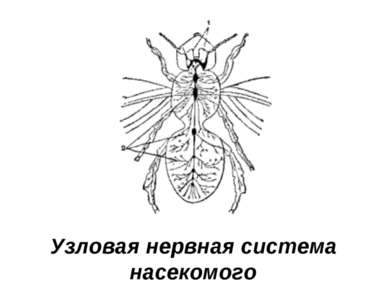 Узловая нервная система насекомого