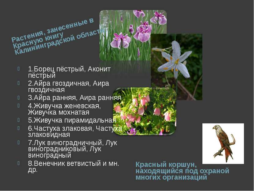 Растения, занесенные в Красную книгу Калининградской области: Красный коршун,...