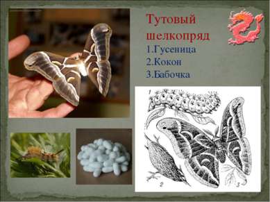 Тутовый шелкопряд Гусеница Кокон Бабочка