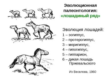 Эволюционная палеонтология: «лошадиный ряд» Эволюция лошадей: 1 – эогиппус, 2...