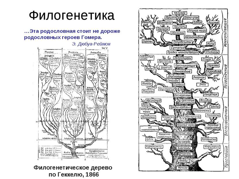 Филогенетика Филогенетическое дерево по Геккелю, 1866 …Эта родословная стоит ...