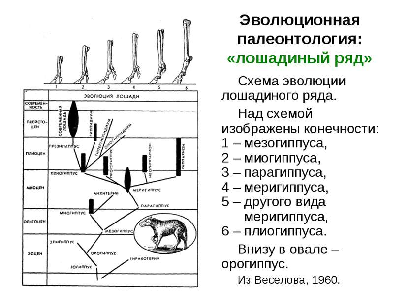 Эволюционная палеонтология: «лошадиный ряд» Схема эволюции лошадиного ряда. Н...