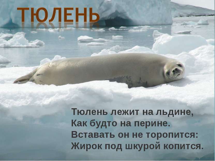 Тюлень лежит на льдине, Как будто на перине. Вставать он не торопится: Жирок ...