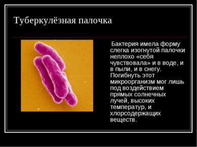 Туберкулёзная палочка Бактерия имела форму слегка изогнутой палочки неплохо «...