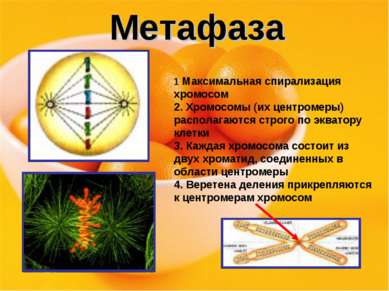 Метафаза 1 Максимальная спирализация хромосом 2. Хромосомы (их центромеры) ра...