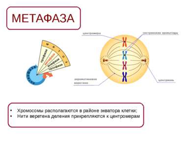 МЕТАФАЗА Хромосомы располагаются в районе экватора клетки; Нити веретена деле...