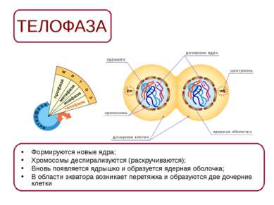 ТЕЛОФАЗА Формируются новые ядра; Хромосомы деспирализуются (раскручиваются); ...