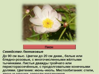 Семейство Лютиковые До 90 см выс. Цветки до 20 см диам., белые или бледно-роз...