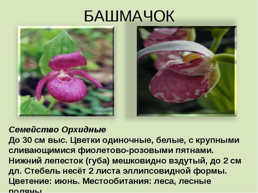 БАШМАЧОК Семейство Орхидные До 30 см выс. Цветки одиночные, белые, с крупными...