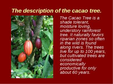 The description of the cacao tree. The Cacao Tree is a shade tolerant, moistu...