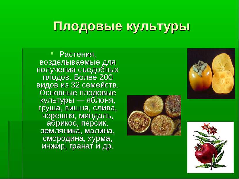 Плодовые культуры Растения, возделываемые для получения съедобных плодов. Бол...