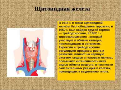 В 1915 г. в ткани щитовидной железы был обнаружен тироксин, в 1952 г. был най...
