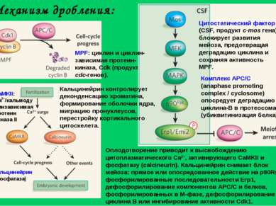 Механизм дробления: Цитостатический фактор (CSF, продукт с-mos гена) блокируе...