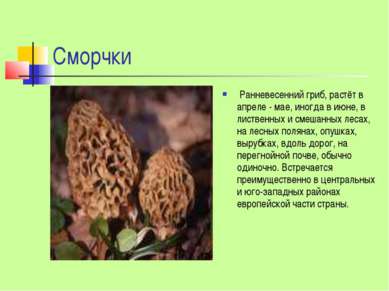 Сморчки Ранневесенний гриб, растёт в апреле - мае, иногда в июне, в лиственны...