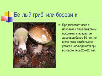 Бе лый гриб или борови к Предпочитает леса с моховым и лишайниковым покровом,...