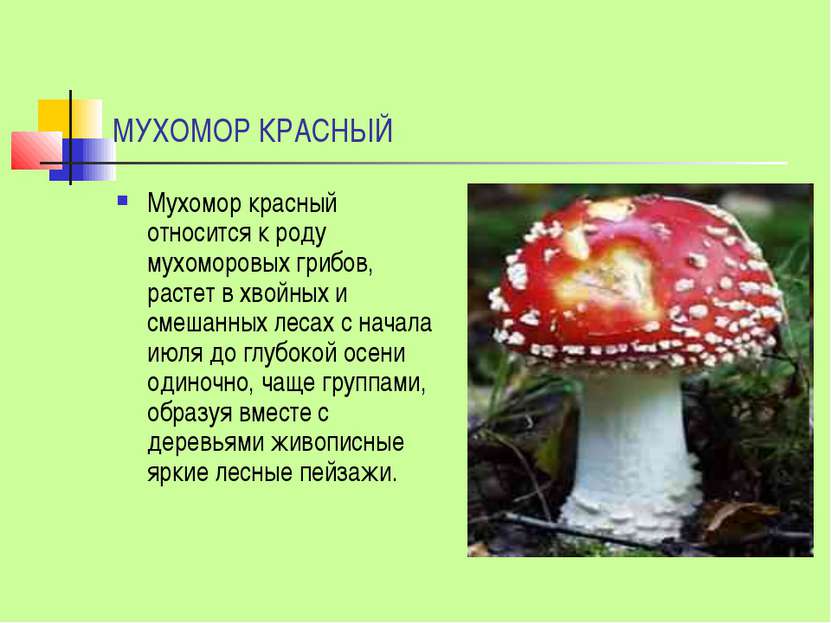 МУХОМОР КРАСНЫЙ Мухомор красный относится к роду мухоморовых грибов, растет в...