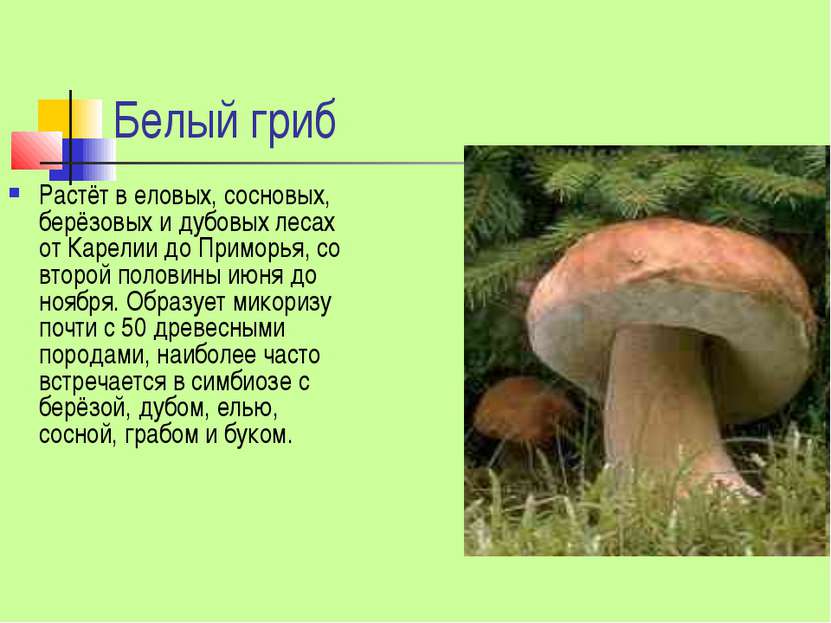 Белый гриб Растёт в еловых, сосновых, берёзовых и дубовых лесах от Карелии до...