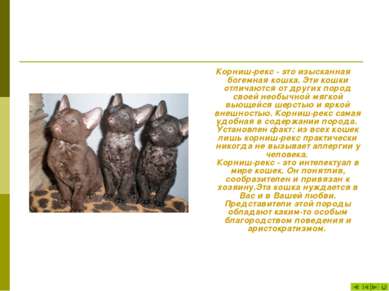 Корниш-рекс - это изысканная богемная кошка. Эти кошки отличаются от других п...