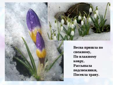 Весна пришла по снежному, По влажному ковру, Рассыпала подснежники, Посеяла т...