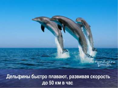 Дельфины быстро плавают, развивая скорость до 50 км в час.