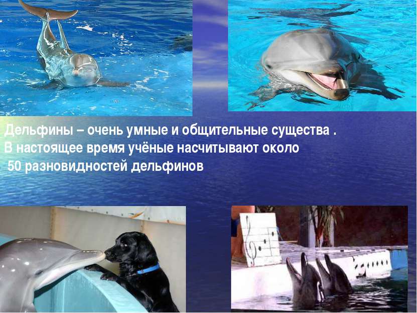 Дельфины – очень умные и общительные существа . В настоящее время учёные насч...
