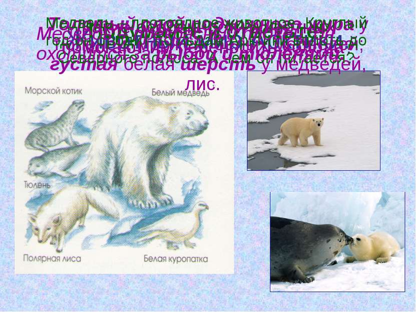 Животный мир Арктики. Подумайте и ответьте! Какие особенности животных помога...