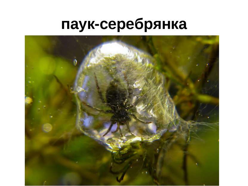 паук-серебрянка