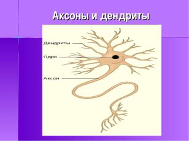 Аксоны и дендриты